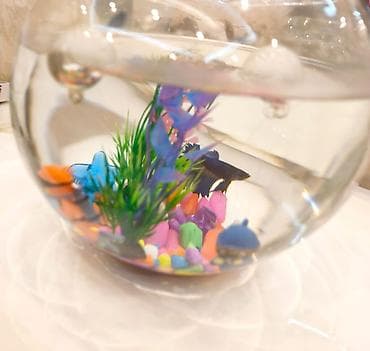 Yumru akvarium, Balıqlarla birlikdə, 6 l, Ünvandan götürmə lalafo.az -da — 1 Yumru akvarium, Balıqlarla birlikdə, 6 l, Ünvandan götürmə — 1