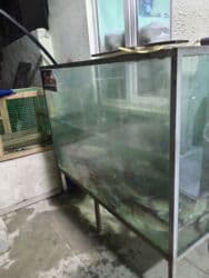 ПО для бизнеса: Akvarum Qalın Şüşədən Hazrlanmş künclərində Dəmir provillə bağlanmış at lalafo.az — 5 ПО для бизнеса: Akvarum Qalın Şüşədən Hazrlanmş künclərində Dəmir provillə bağlanmış — 5