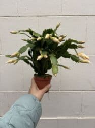 Удобрения: Sarı, çəhrayı və ağ dekabrist. Hər biri 12azn. Vatsapp mövcuddur! at lalafo.az — 5 Удобрения: Sarı, çəhrayı və ağ dekabrist. Hər biri 12azn. Vatsapp mövcuddur! — 5