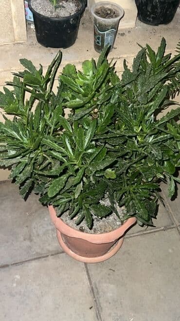 Удобрения: Müxtəlif dekorativ otaq bitkiləri kolleksiyası - Kompozit sükulent at lalafo.az — 11 Удобрения: Müxtəlif dekorativ otaq bitkiləri kolleksiyası - Kompozit sükulent — 11