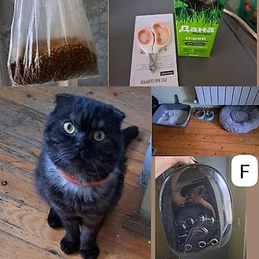 ‼️ Təcili Satılır. ‼️ 8 aylıq cins pişiy erkəy Tam sağlamdı Qiymət lalafo.az -da ‼️ Təcili Satılır. ‼️ 8 aylıq cins pişiy erkəy Tam sağlamdı Qiymət