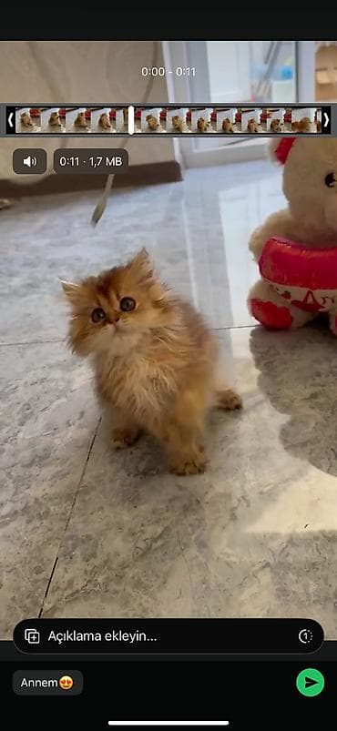 Satılır goldd 2aylıq erkek ana atasıda golddu qum terbyesıde var real at lalafo.az Satılır goldd 2aylıq erkek ana atasıda golddu qum terbyesıde var real
