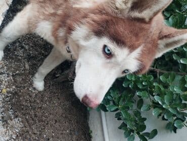 Xaski, 2 ay, Dişi, Sənədli, Pulsuz çatdırılma lalafo.az -da Xaski, 2 ay, Dişi, Sənədli, Pulsuz çatdırılma