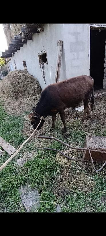 Erkey dana 8 aylıqdır 80 kq əti var saxlamaq üçün əla heyvandir lalafo.az -da Erkey dana 8 aylıqdır 80 kq əti var saxlamaq üçün əla heyvandir