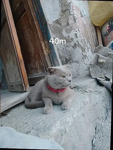 Erkək, Cütləşmə üçün, Ünvandan götürmə lalafo.az -da Erkək, Cütləşmə üçün, Ünvandan götürmə