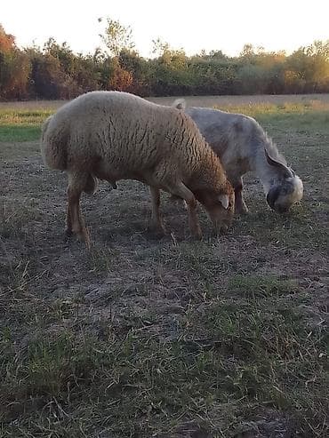 Salam super sağlam ve qizqindilar qoc iki iliydi teke 1 yaş 4 ayliqdi lalafo.az -da Salam super sağlam ve qizqindilar qoc iki iliydi teke 1 yaş 4 ayliqdi