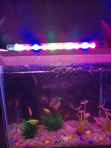 LED işıqlı akvarium komplekti - Kompakt ölçülü şüşə akvarium – düz lalafo.az -da LED işıqlı akvarium komplekti - Kompakt ölçülü şüşə akvarium – düz