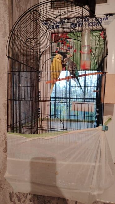 Məhsul: Dalğalı tutuquşu cütü və geniş qəfəs komplekti Təsvir: - İki lalafo.az -da Məhsul: Dalğalı tutuquşu cütü və geniş qəfəs komplekti Təsvir: - İki