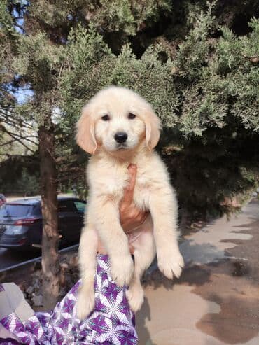 Təmiz gen qolden retriever erkək tərbiyəli sağlam baladır lalafo.az -da Təmiz gen qolden retriever erkək tərbiyəli sağlam baladır