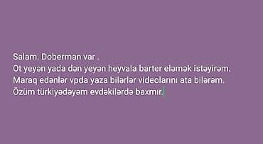 Doberman, 2 il, Erkek, Peyvəndli, Ödənişli çatdırılma lalafo.az -da Doberman, 2 il, Erkek, Peyvəndli, Ödənişli çatdırılma