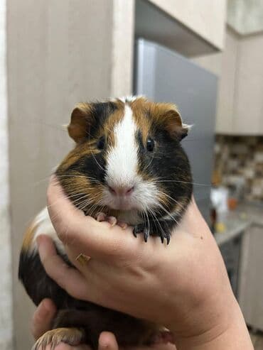 Svinka satılır, böyük qəfəsi ilə birgə 40 manat lalafo.az -da Svinka satılır, böyük qəfəsi ilə birgə 40 manat