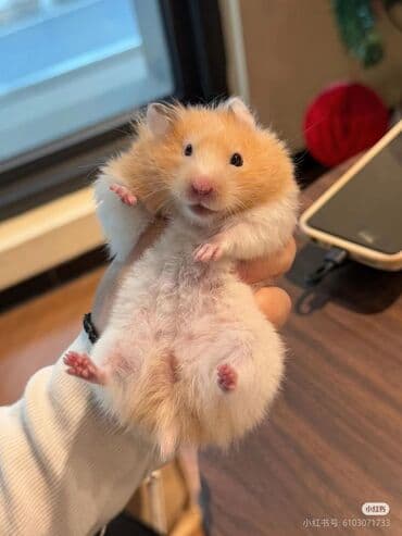 Geely: Suriyalı hamster (golden hamster) – ev heyvanı - Növ: Suriyalı at lalafo.az — 1 Geely: Suriyalı hamster (golden hamster) – ev heyvanı - Növ: Suriyalı — 1