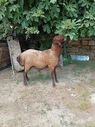 Salam təmiz qala cinsi qoç satıram yaxşı iri heyvandı saxlanmalı lalafo.az -da Salam təmiz qala cinsi qoç satıram yaxşı iri heyvandı saxlanmalı