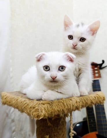 Britan, Erkək, Pulsuz çatdırılma lalafo.az -da Britan, Erkək, Pulsuz çatdırılma