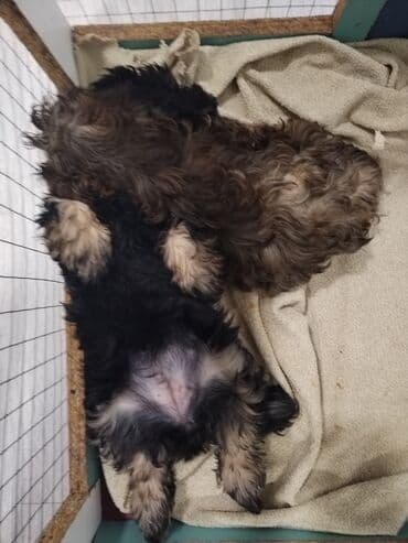 Məhsul: Yavru itlər (iki bala) Təsvir: - Cins: Kiçik ölçülü, uzun lalafo.az -da Məhsul: Yavru itlər (iki bala) Təsvir: - Cins: Kiçik ölçülü, uzun