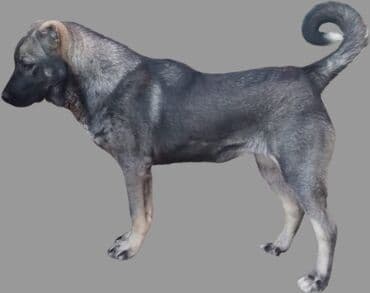 Kanqal, 4 ay, Dişi, Peyvəndli, Ödənişli çatdırılma, Ünvandan götürmə lalafo.az -da Kanqal, 4 ay, Dişi, Peyvəndli, Ödənişli çatdırılma, Ünvandan götürmə