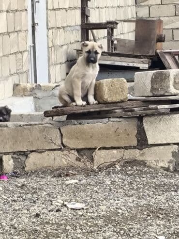 Diṣi kucuydu Atasi kanqaldi anasi qurtbasar 2 ayliqdi lalafo.az -da Diṣi kucuydu Atasi kanqaldi anasi qurtbasar 2 ayliqdi