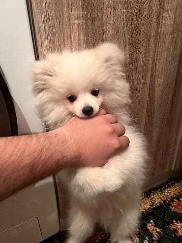 Şpitz lalafo.az -da Şpitz