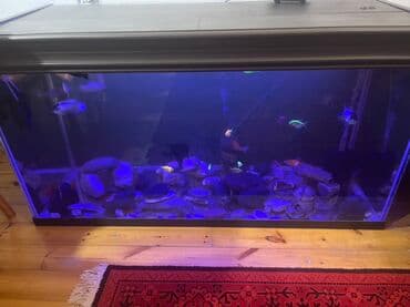 Böyük həcmli şüşə akvarium komplekti - Geniş, düzbucaqlı şüşə lalafo.az -da Böyük həcmli şüşə akvarium komplekti - Geniş, düzbucaqlı şüşə