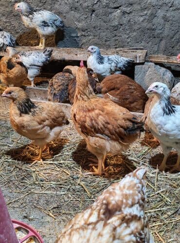 Məhsul: Yerli toyuqlar (ətlik-yumurtalıq istiqamət) Təsvir: - lalafo.az -da Məhsul: Yerli toyuqlar (ətlik-yumurtalıq istiqamət) Təsvir: -