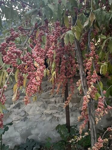 Уличные растения: MEYVESİ SATILIR TƏZİQ ÜÇÜN YAXŞIDI Məhsul: Şuşa bibəri (Şinşon – at lalafo.az — 2 Уличные растения: MEYVESİ SATILIR TƏZİQ ÜÇÜN YAXŞIDI Məhsul: Şuşa bibəri (Şinşon – — 2