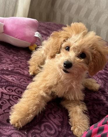 Pudel, 3 ay, Dişi, Peyvəndli lalafo.az -da Pudel, 3 ay, Dişi, Peyvəndli