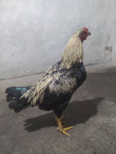 Heyratıdan donme xoruz lalafo.az -da Heyratıdan donme xoruz