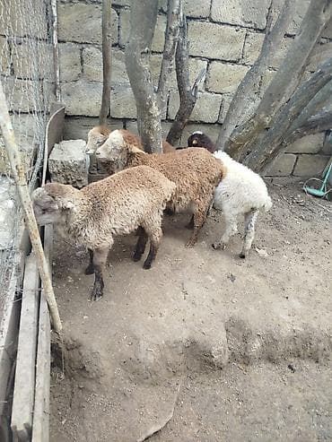 Quzu və balaca qoyunlar satılır - Növ: yerli qoyun-quzu - Say lalafo.az -da Quzu və balaca qoyunlar satılır - Növ: yerli qoyun-quzu - Say