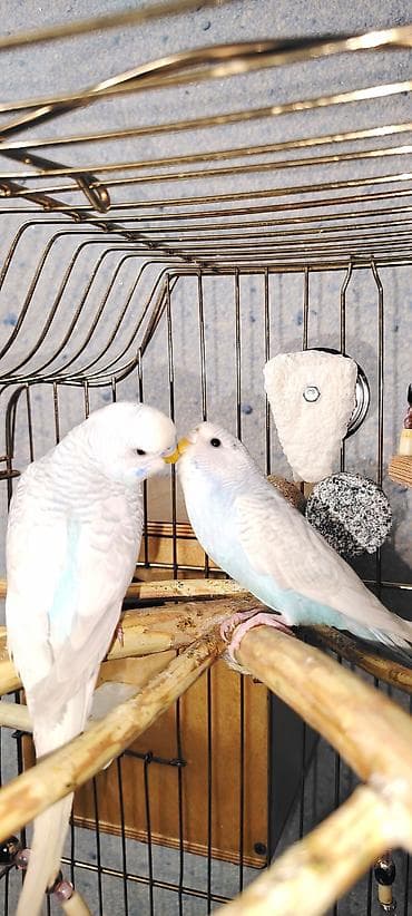 İki Cüt Tutuquşu Satılıt Sarı İlə Yaşıl Sonu 25M İki Ağ İsə Cütü Sonu lalafo.az -da İki Cüt Tutuquşu Satılıt Sarı İlə Yaşıl Sonu 25M İki Ağ İsə Cütü Sonu