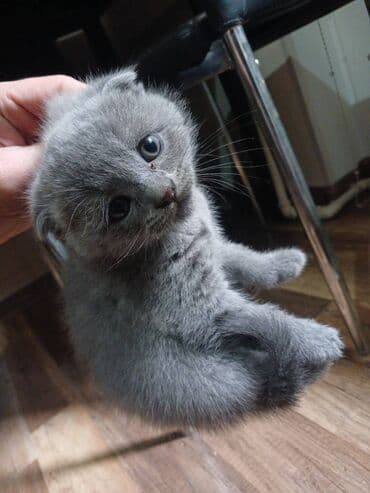 Şotland, Erkək, Dişi, Yaxşı əllərə, Pulsuz çatdırılma lalafo.az -da Şotland, Erkək, Dişi, Yaxşı əllərə, Pulsuz çatdırılma