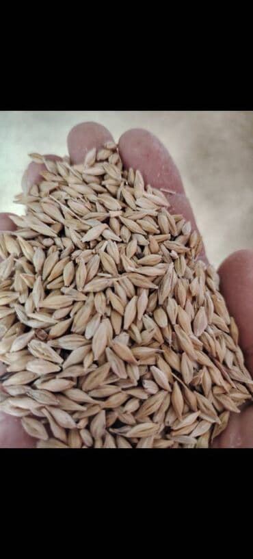 Salam. Təmiz toxumluq kök arpa 35 tondur. Ağsu rayonundadır. Qiyməti lalafo.az -da Salam. Təmiz toxumluq kök arpa 35 tondur. Ağsu rayonundadır. Qiyməti