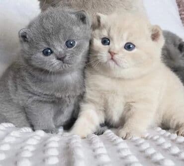 Şotland, Erkək, Dişi, Pulsuz çatdırılma lalafo.az -da Şotland, Erkək, Dişi, Pulsuz çatdırılma