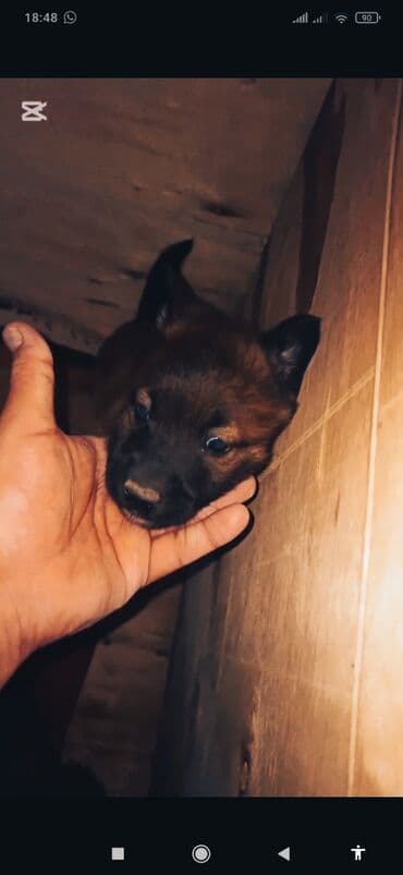 Belçika çoban iti, 1 ay, Erkek, Peyvəndli, Ünvandan götürmə lalafo.az -da Belçika çoban iti, 1 ay, Erkek, Peyvəndli, Ünvandan götürmə