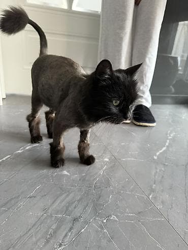 Yaxşı əllərə lalafo.az -da Yaxşı əllərə