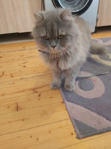 Britan lalafo.az -da Britan