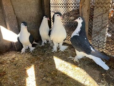 Hazır bir cüt Ata və Ana Delfinər və 2 dəndə Bala Delfinər Satlır lalafo.az -da Hazır bir cüt Ata və Ana Delfinər və 2 dəndə Bala Delfinər Satlır