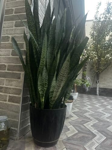 Sansevieriya (Qayın dili) böyük dekorativ otaq bitkisi - Uzun lalafo.az -da Sansevieriya (Qayın dili) böyük dekorativ otaq bitkisi - Uzun