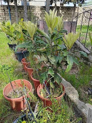 Dekorativ və meyvəverən qapalı/açıq sahə bitkiləri – qablarda lalafo.az -da Dekorativ və meyvəverən qapalı/açıq sahə bitkiləri – qablarda