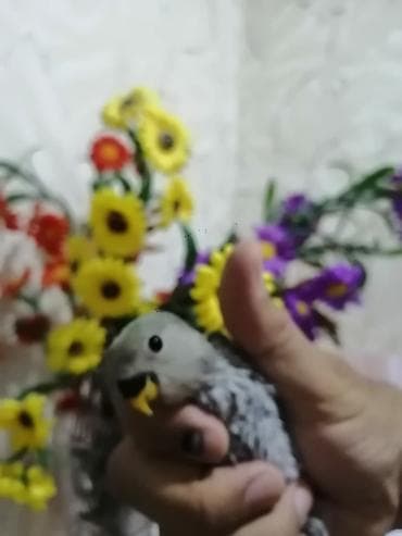 Ana ata, yuvada 3 balasi qalib 2si satıldidiye. İsdiyen olsa zeng lalafo.az -da Ana ata, yuvada 3 balasi qalib 2si satıldidiye. İsdiyen olsa zeng