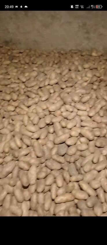 Gədəbəy kartovu İri kartov 1 azn
Biraz Xırda kartov 70 lalafo.az -da Gədəbəy kartovu İri kartov 1 azn
Biraz Xırda kartov 70