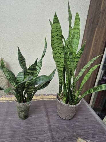 1-ci sansevieria: 5 azn ( 2 kok var) 2ci sanseverya: 7 azn ( 4 kök lalafo.az -da 1-ci sansevieria: 5 azn ( 2 kok var) 2ci sanseverya: 7 azn ( 4 kök