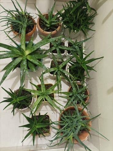 Aloe gülü.mualicevi lalafo.az -da Aloe gülü.mualicevi