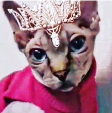 Sfinks lalafo.az -da Sfinks