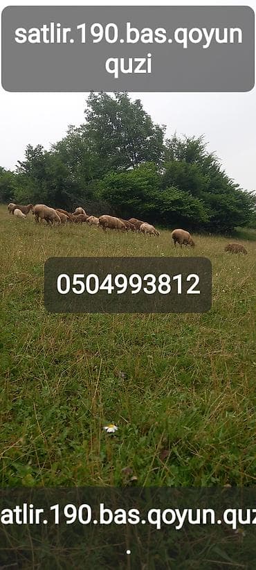 Məhsul: Qoyun və quzu sürüsü Təsvir: - Ümumi say: 190 baş - Tərkib lalafo.az -da Məhsul: Qoyun və quzu sürüsü Təsvir: - Ümumi say: 190 baş - Tərkib