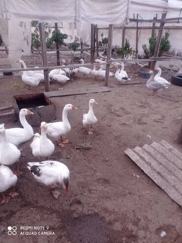 Erkək, Damazlıq lalafo.az -da Erkək, Damazlıq