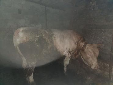 Qiymet serti yazilib mal.kesgiynen verilir 280 290.kilo olar super kok at lalafo.az Qiymet serti yazilib mal.kesgiynen verilir 280 290.kilo olar super kok