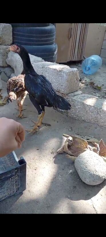 Toyuq cücələri, Damazlıq, Pulsuz çatdırılma lalafo.az -da Toyuq cücələri, Damazlıq, Pulsuz çatdırılma