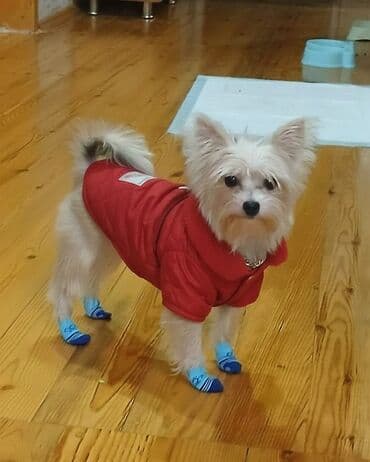 Yorkşir teryer, 1 il, Dişi, Peyvəndli, Ödənişli çatdırılma lalafo.az -da Yorkşir teryer, 1 il, Dişi, Peyvəndli, Ödənişli çatdırılma