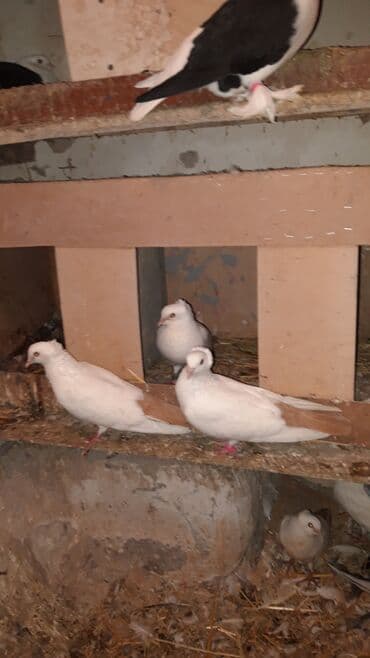 Abrez bawi kekili hazir cutler ve keven quwlarda var cutu 30m.barterde lalafo.az -da Abrez bawi kekili hazir cutler ve keven quwlarda var cutu 30m.barterde