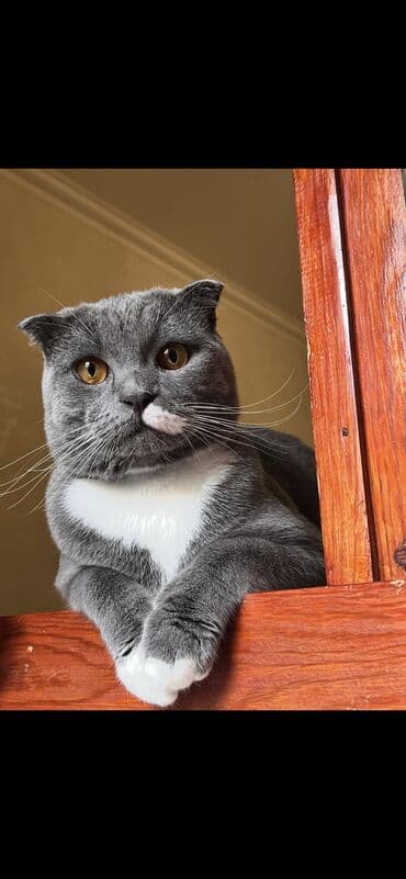 Britan yastı qulaq, Erkək, Cütləşmə üçün, Pulsuz çatdırılma, Ünvandan götürmə lalafo.az -da Britan yastı qulaq, Erkək, Cütləşmə üçün, Pulsuz çatdırılma, Ünvandan götürmə